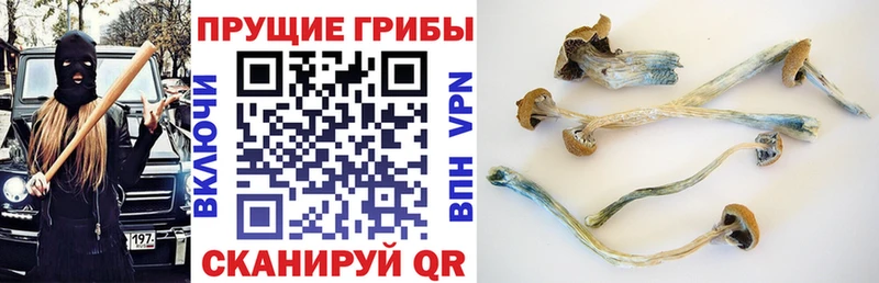 Псилоцибиновые грибы прущие грибы Короча